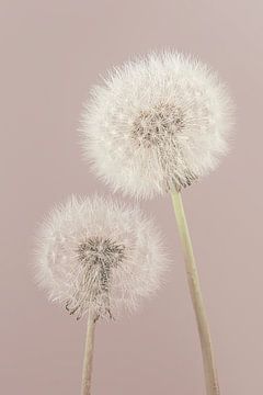 Simplicity in a rural atmosphere with a pink hue: Together until we are blown out by Marjolijn van den Berg