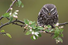 Steinkauz (Athene noctua) von Ronald Pol