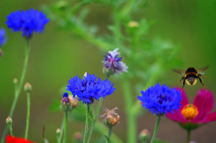 Vliegtuig 2 van Edgar Schermaul