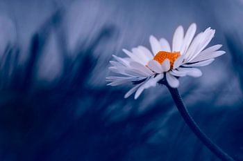 Fleur de marguerite minimaliste sur fond bleu bokeh naturel.