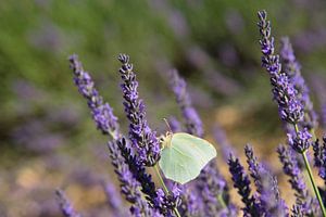 Papillon blanc à la lavande