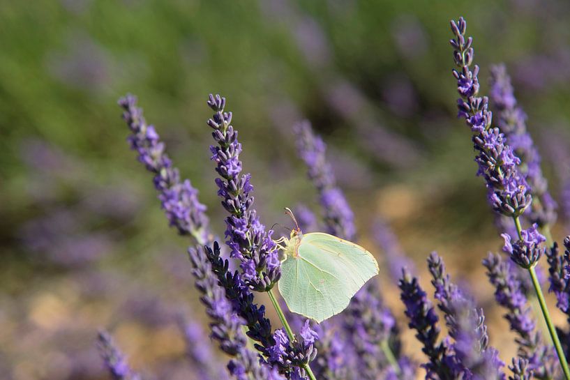 Witte vlinder op de lavendel van Barbara Brolsma