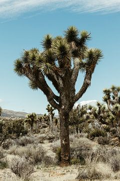 Joshua Tree National Park by Get Framed Photography