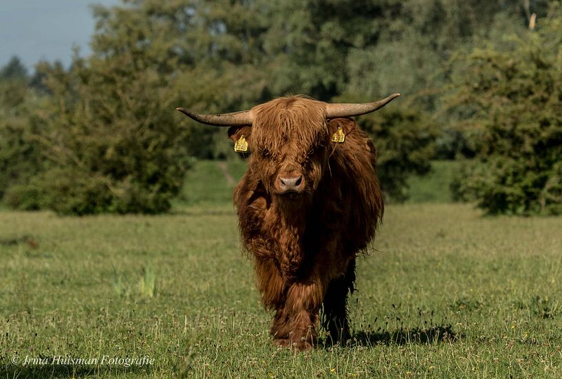 In de vrije natuur de Schotse Hooglanders van Irma Huisman