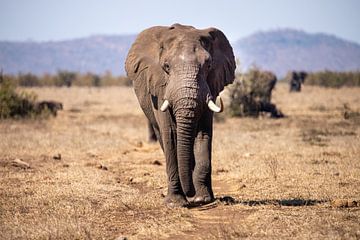 Olifant | Kruger Park | Zuid Afrika van Claudia van Kuijk