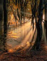 Vieux Speulderbos néerlandais aux couleurs d'automne
