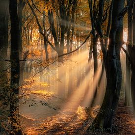 Old Dutch Speulder forest in autumn colors by Jos Reimering