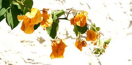 bougainvillier orange