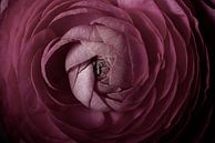 Oud roze bloem met opengaande blaadjes van Marjolijn van den Berg thumbnail