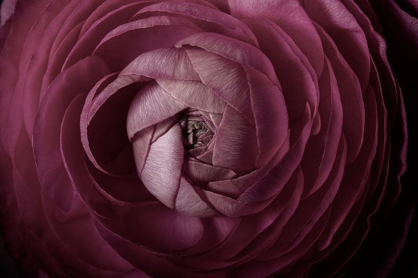 Oud roze bloem met opengaande blaadjes van Marjolijn van den Berg