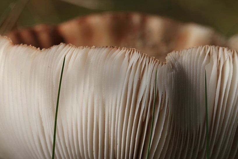 HERFST by Ad van Amelsfoort