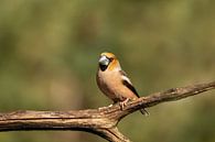 Hawfinch man by Tanja van Beuningen thumbnail