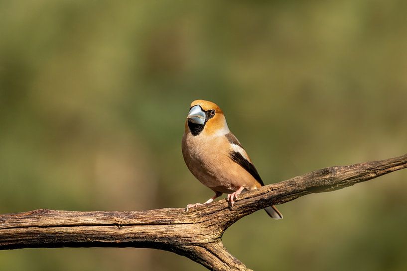 Hawfinch man by Tanja van Beuningen