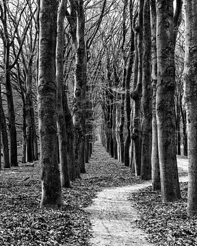Avenue d'arbres en perspective avec de nombreuses feuilles mortes sur John Duurkoop
