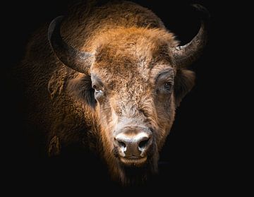 bison d'europe sur Bart cocquart