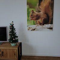 Kundenfoto: Eichhörnchen von Rando Kromkamp, auf leinwand
