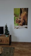 Klantfoto: eekhoorn van Rando Kromkamp, op canvas