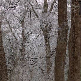 Winter, snow in the Wilgenhof of Beetsterzwaag Opsterland Friesland by Ad Huijben