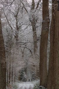 Hiver, neige dans le Wilgenhof de Beetsterzwaag Opsterland Friesland