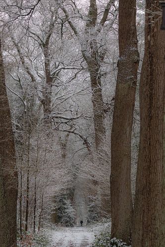 Winter, Schnee auf dem Wilgenhof von Beetsterzwaag Opsterland Friesland von Ad Huijben