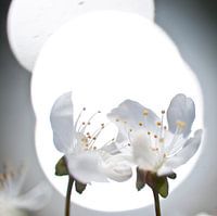 paar pruimenbloemen