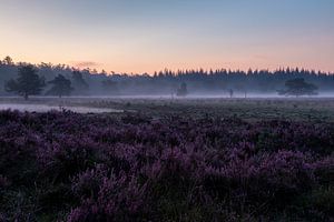 Foggy heath land.