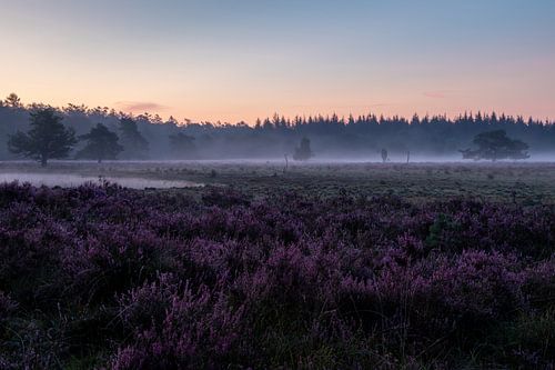 Mistige heide.