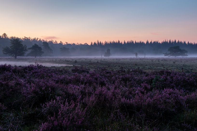 Foggy heath land. by Anjo ten Kate