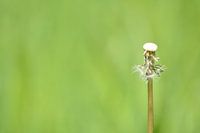 Paardenbloem in de lente uitgebloeid