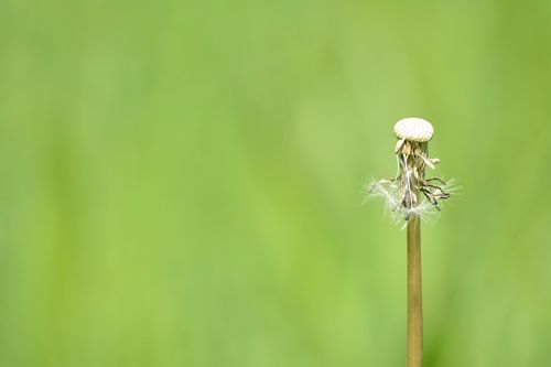 Paardenbloem in de lente uitgebloeid