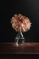 Stilleven | Chrysant | Zalmroze