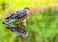 L'épervier en image miroir