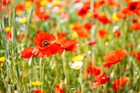 Poppies