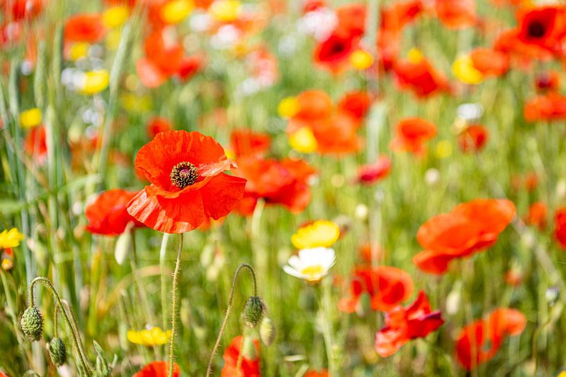 Poppies by Anne Böhle