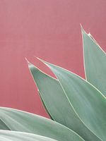 Botanisches Gran Canaria