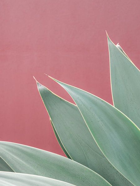Botanisches Gran Canaria von HelloHappylife