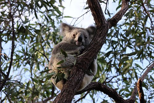 A Koala sits in a tree on Magnetic Island, Australia