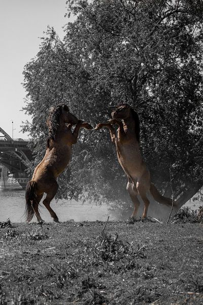 Horses Nijmegen Waalstrand by Jos van de Pas