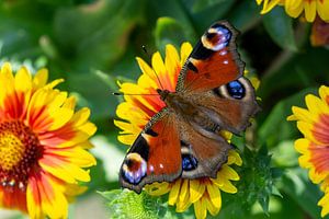 Tagpfauenauge auf einer Blume