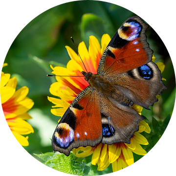 Pauw vlinder op een bloem van Animaflora PicsStock