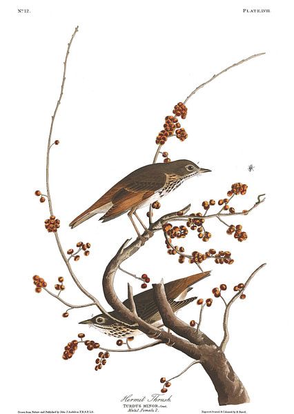 Hermit Thrush by Birds of America