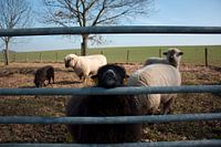 Het zwarte schaap