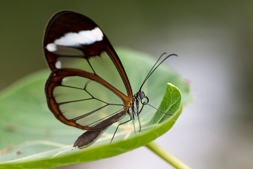 Butterfly by Johan van Veelen