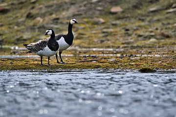 White-cheeked geese - Barnacle geese by Kai Müller