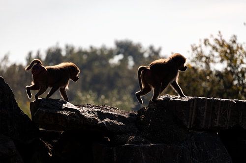 Paviane auf einem Felsen von Laura Vijverberg