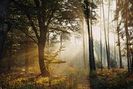 Zonsopgang in het bos van Jakub Wencek thumbnail