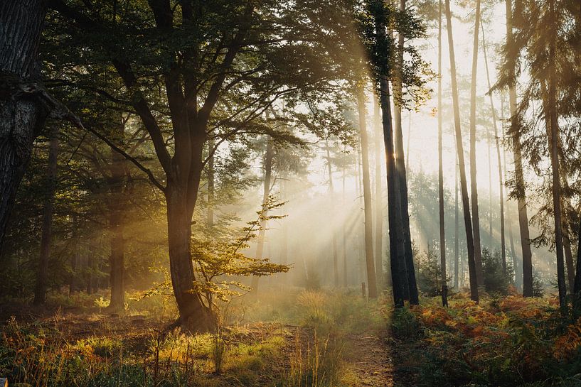 der Sonnenaufgang im Wald von Jakub Wencek