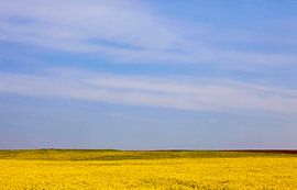 Rape field by Thomas Jäger
