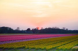 Pink sunset over the flowerfields by Stefanie de Boer