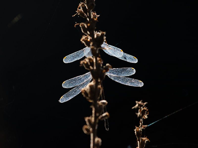 Couple of damselflies by Lucia Leemans